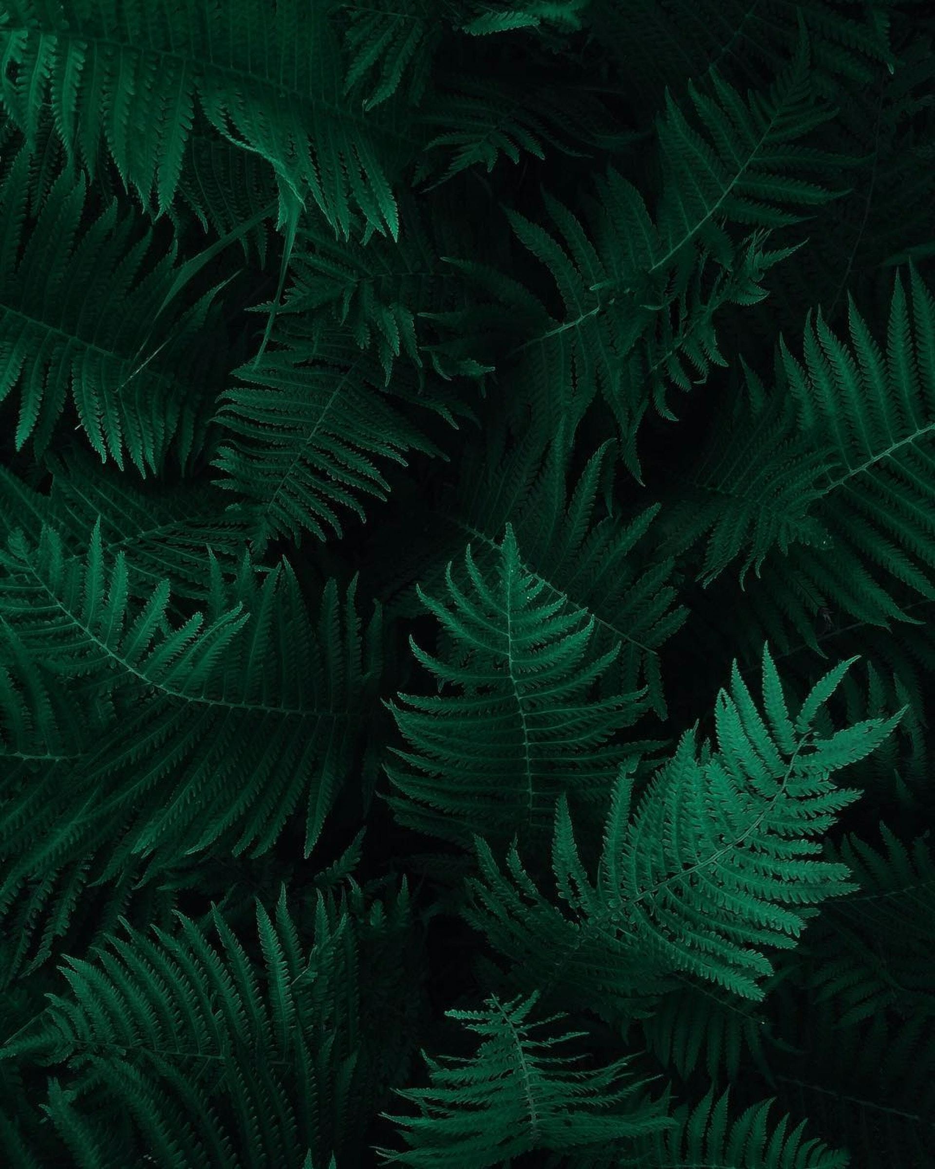 fern-leaves